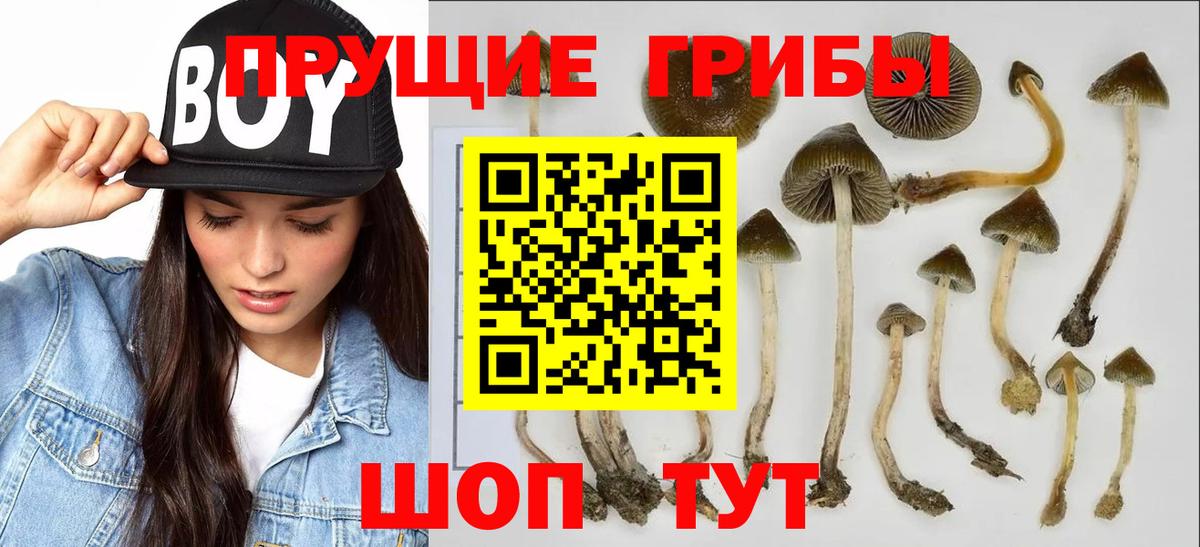 Псилоцибиновые грибы Psilocybe Ханты-Мансийск